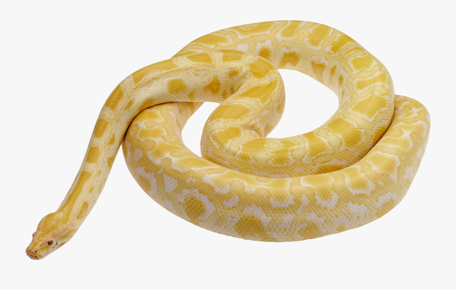 Snake With Baseball Clipart - Pale Yellow Snake, Transparent Clipart