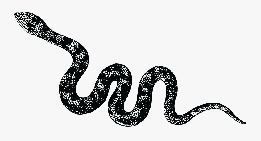 Free Clipart Of A Snake - Snake Black And White Png, Transparent Clipart