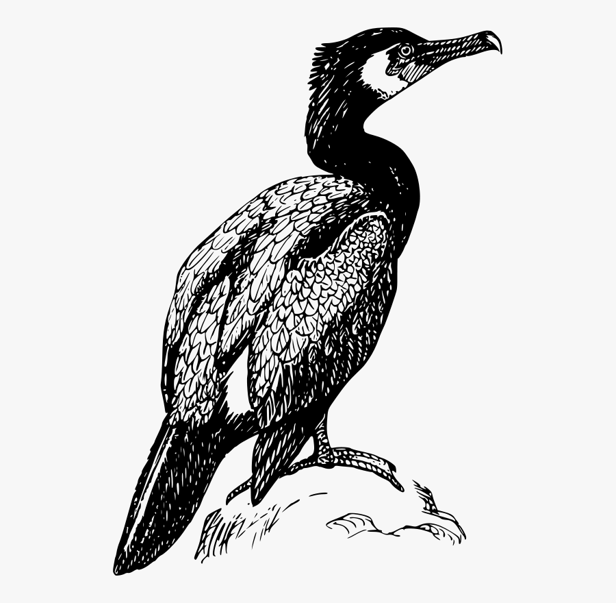 Cormorant Black And White, Transparent Clipart