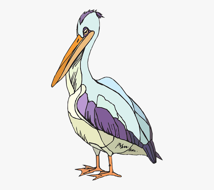 Pelican, Seabird, Pelecanus Erythrorhynchos - Pelican Clipart Transparent, Transparent Clipart