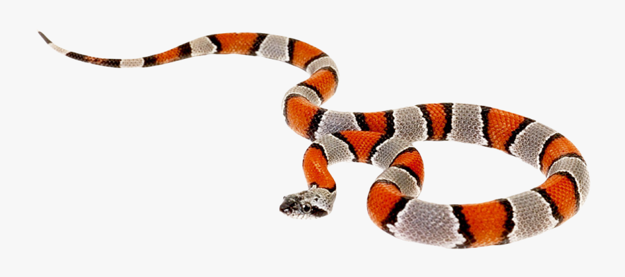 Clip Art Snake Png Transparent Image - Coral Snake No Background, Transparent Clipart