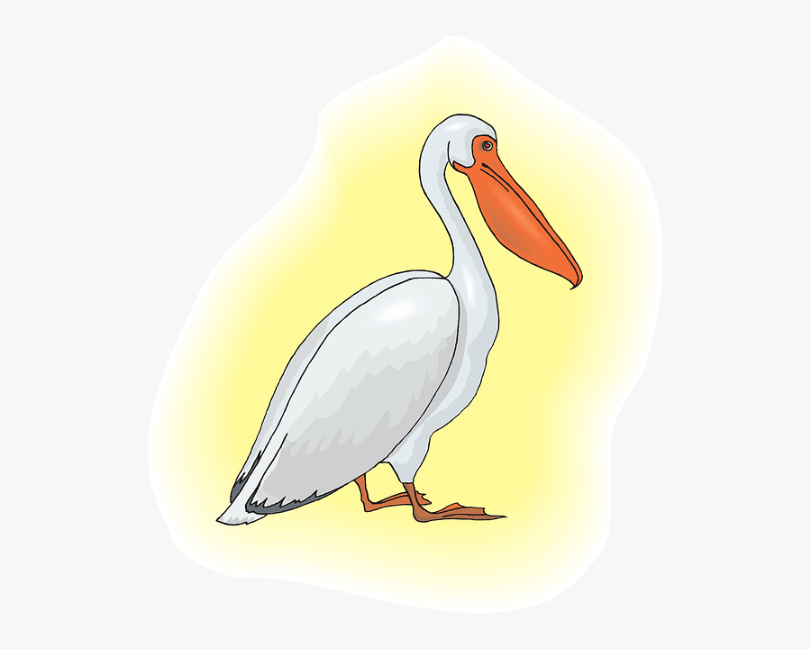 Pelican, Transparent Clipart