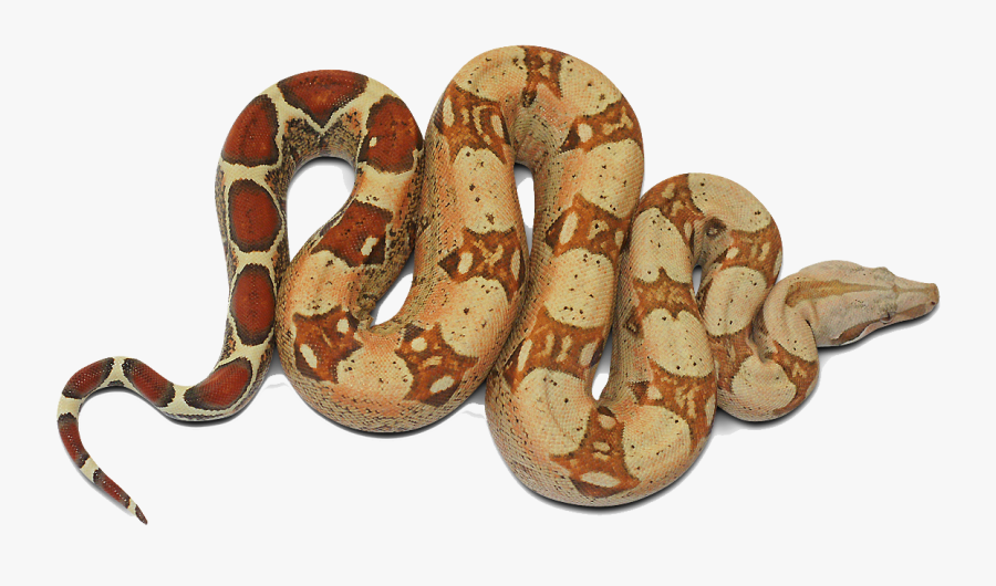 Snakes Clipart, Transparent Clipart