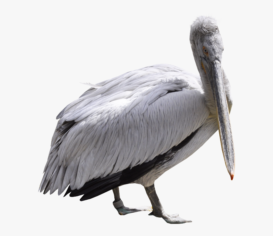 Pelican Png - Portable Network Graphics, Transparent Clipart