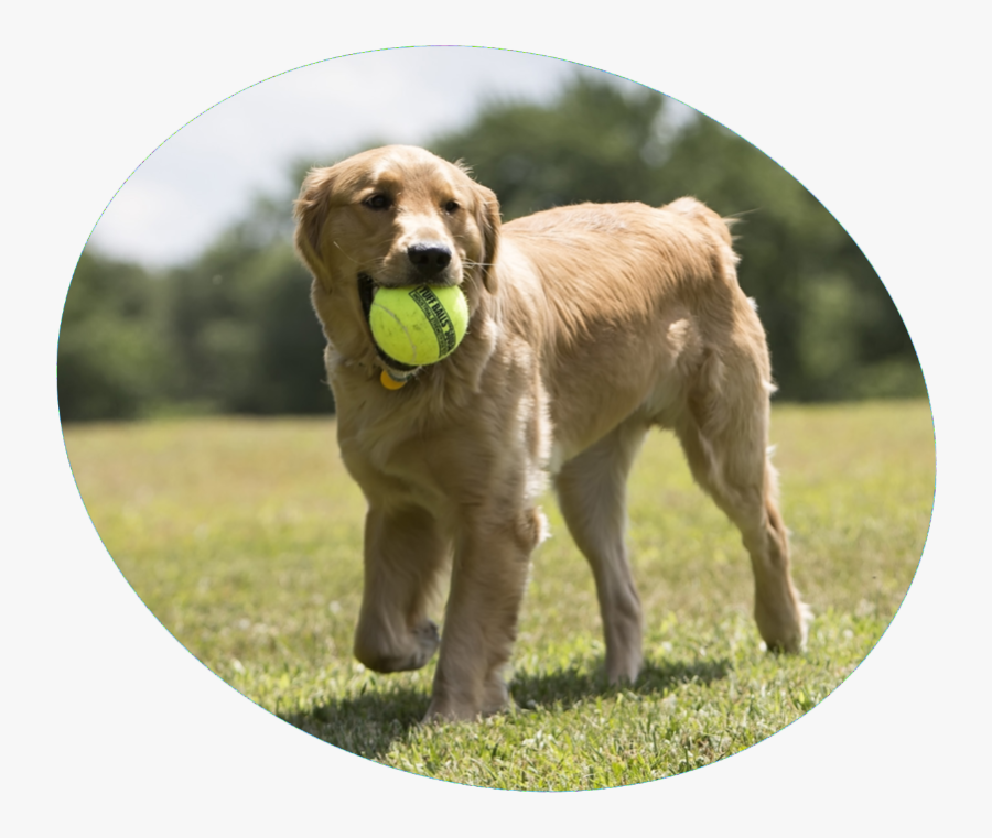 Happy Dogs With Tennis Balls, Transparent Clipart