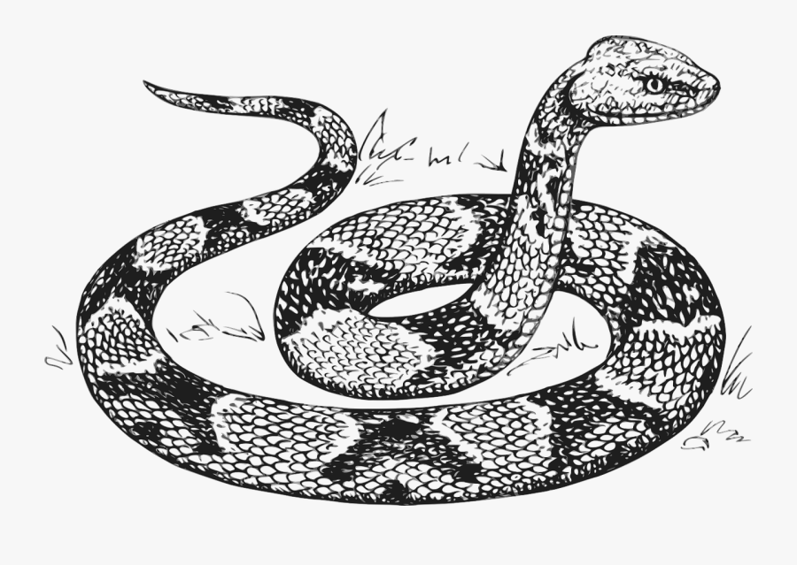 Download Snake Coloring Pages , Free Transparent Clipart - ClipartKey