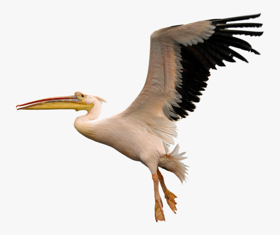 46574 - Pelican Transparent, Transparent Clipart