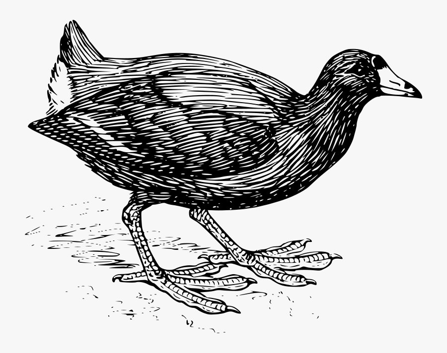 Free Clip Art "coot - Coot Clipart, Transparent Clipart