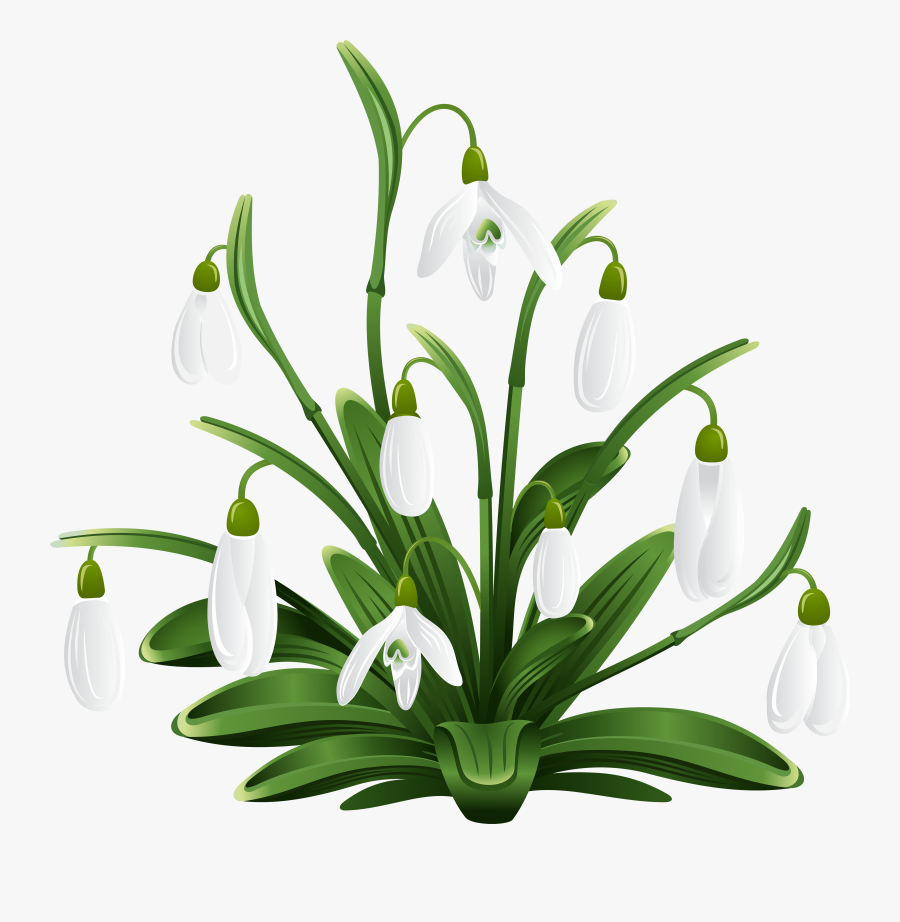 Snow Drops Clip Art, Transparent Clipart
