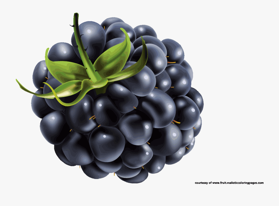 Blackberry Fruit Clipart - Blueberry Vector, Transparent Clipart