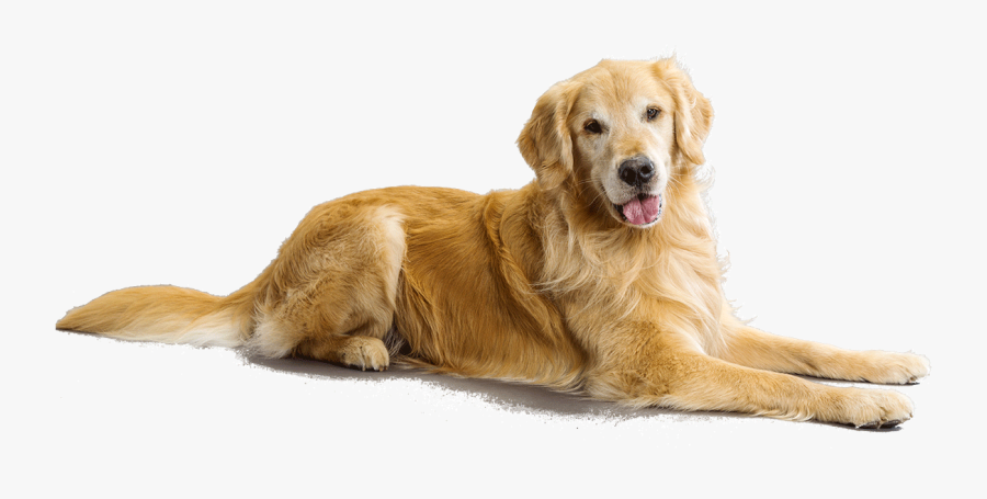 Png Golden Retriever Dog-plus - Golden Retriever Dog Transparent Background, Transparent Clipart