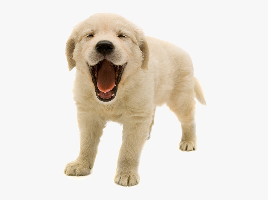 Golden Retriever Puppy Transparent Background, Transparent Clipart