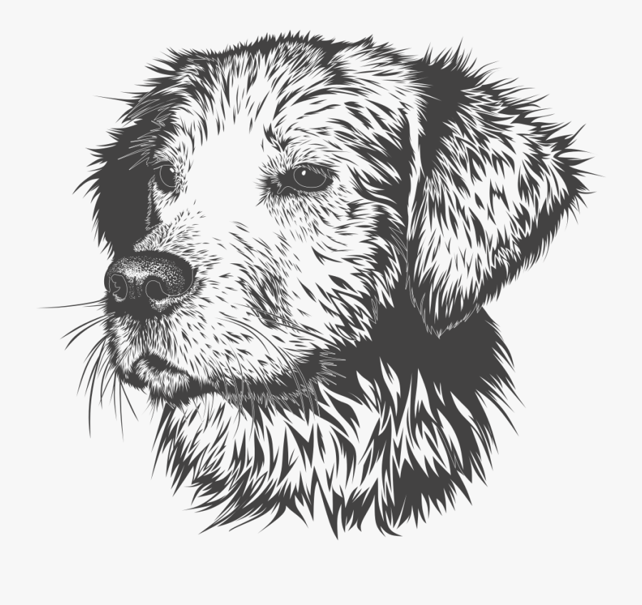 Transparent Golden Retriever Clipart - Golden Retriever Head Drawing, Transparent Clipart