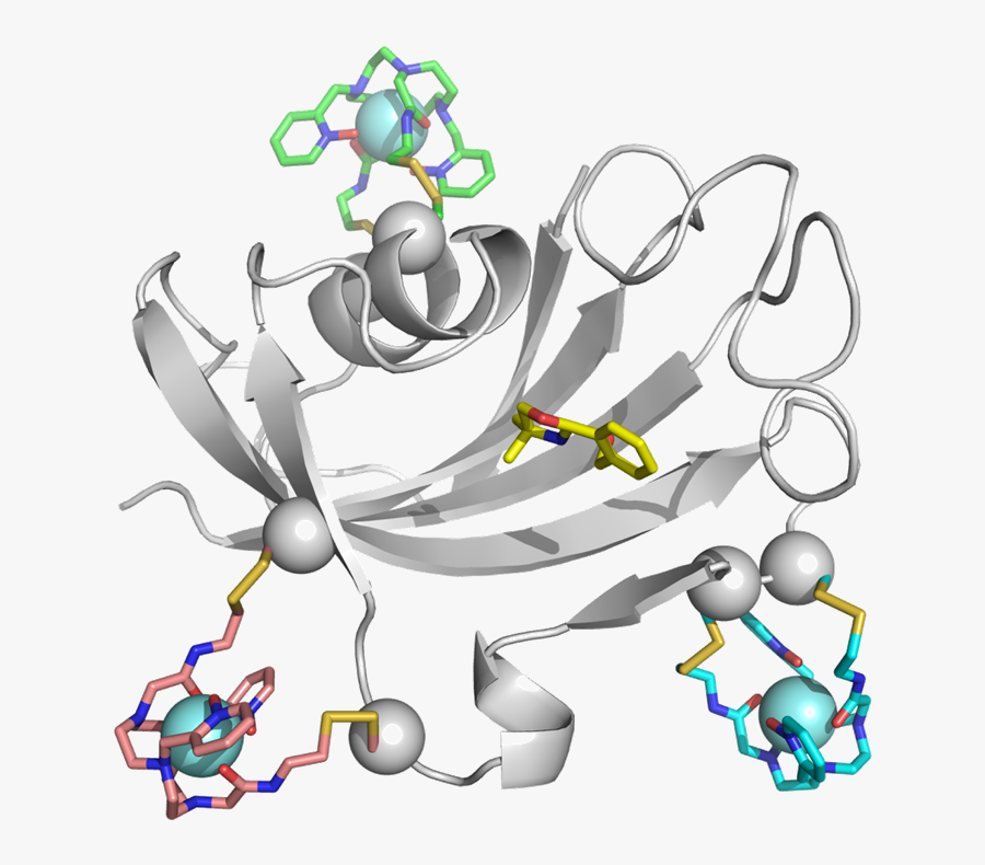 This Data Represents A Mixture Of Bound And Free Ligand,, Transparent Clipart