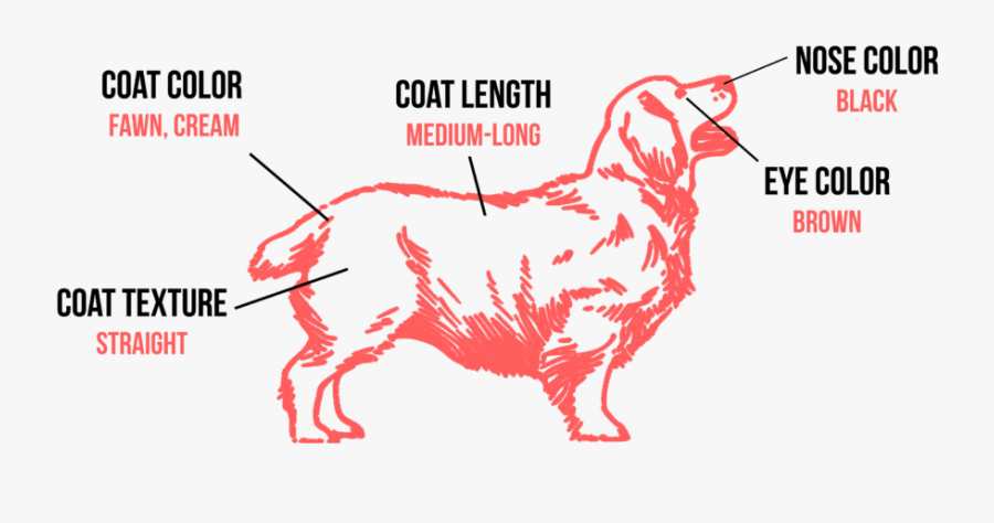 Clip Art Dog Ilovepets Com Retrievers - Tibetan Mastiff Coat Types, Transparent Clipart