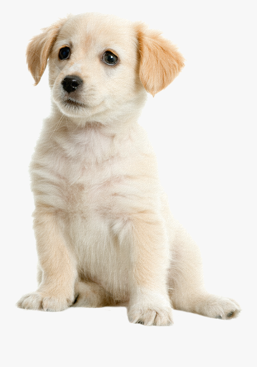 Golden Labrador Pet Boston Puppy Terrier Retriever - Puppy Dog Transparent Background, Transparent Clipart