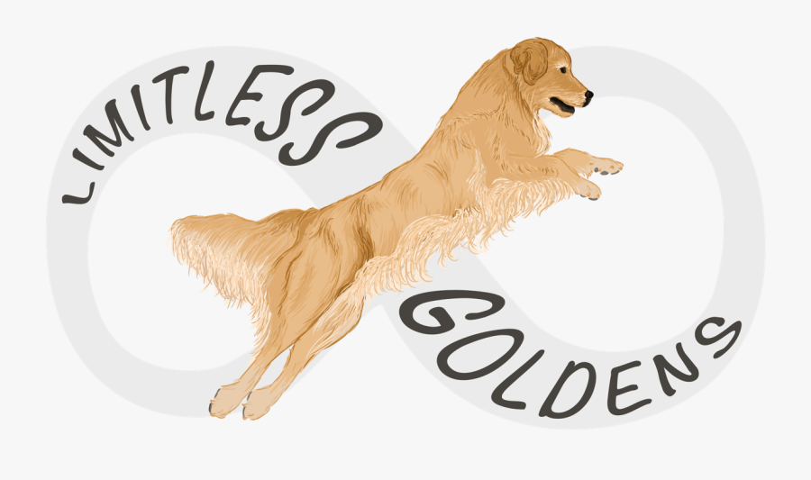Limitless Goldens - Golden Retriever, Transparent Clipart