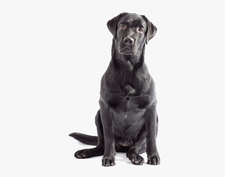 Labrador Png Clipart - Black Labrador Png, Transparent Clipart