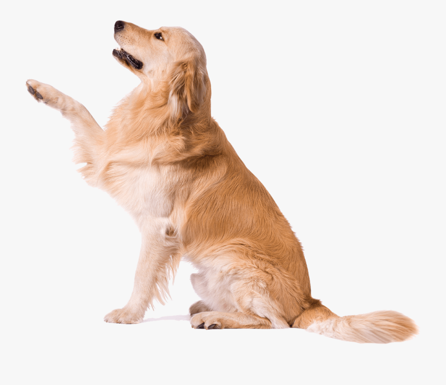 - Golden Retriever White Paws - Golden Retriever Paw, Transparent Clipart