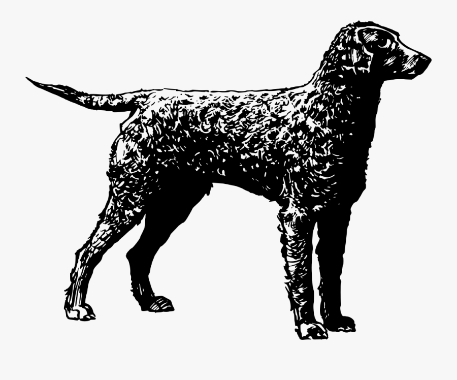 Retriever - Curly Coated Retriever Drawing, Transparent Clipart