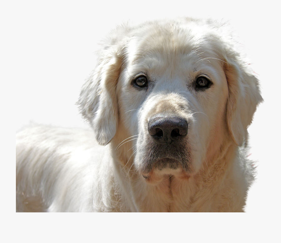 Clip Art Sad Golden Retriever, Transparent Clipart