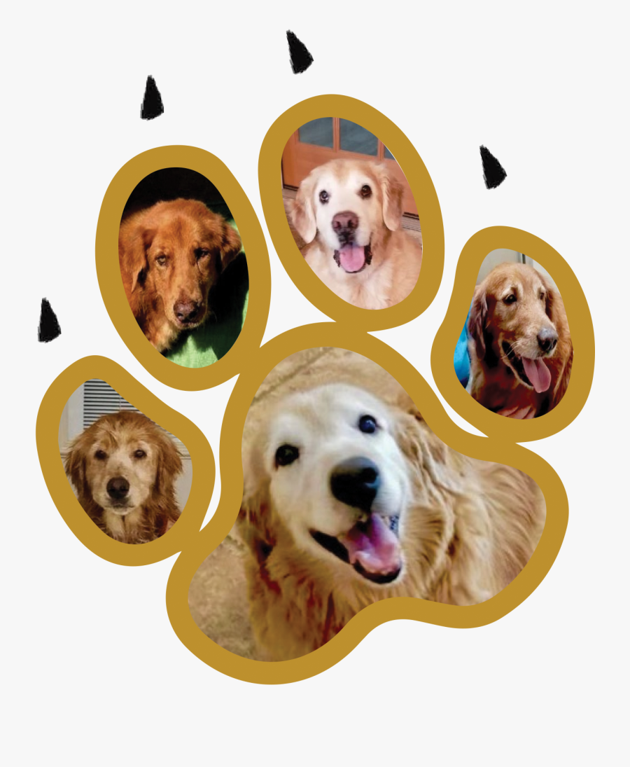 Golden Retriever, Transparent Clipart
