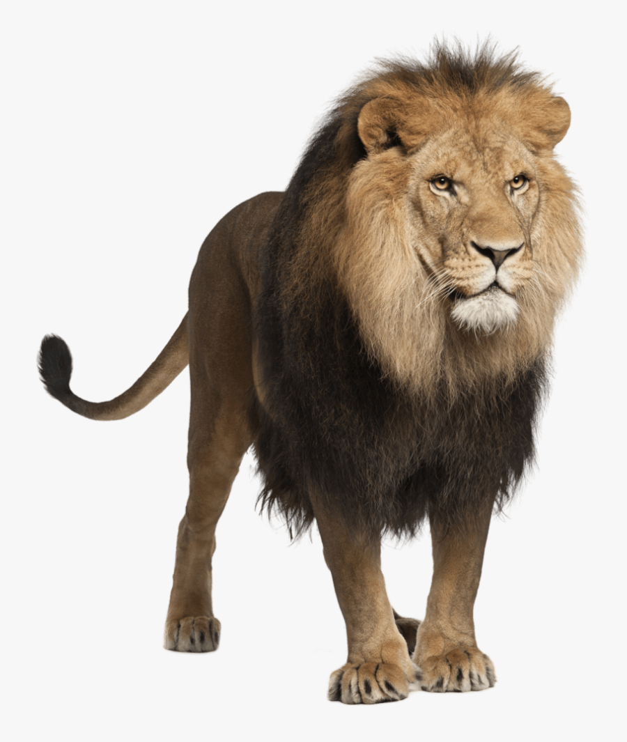 Standing Male Lion - Lion With Transparent Background, Transparent Clipart