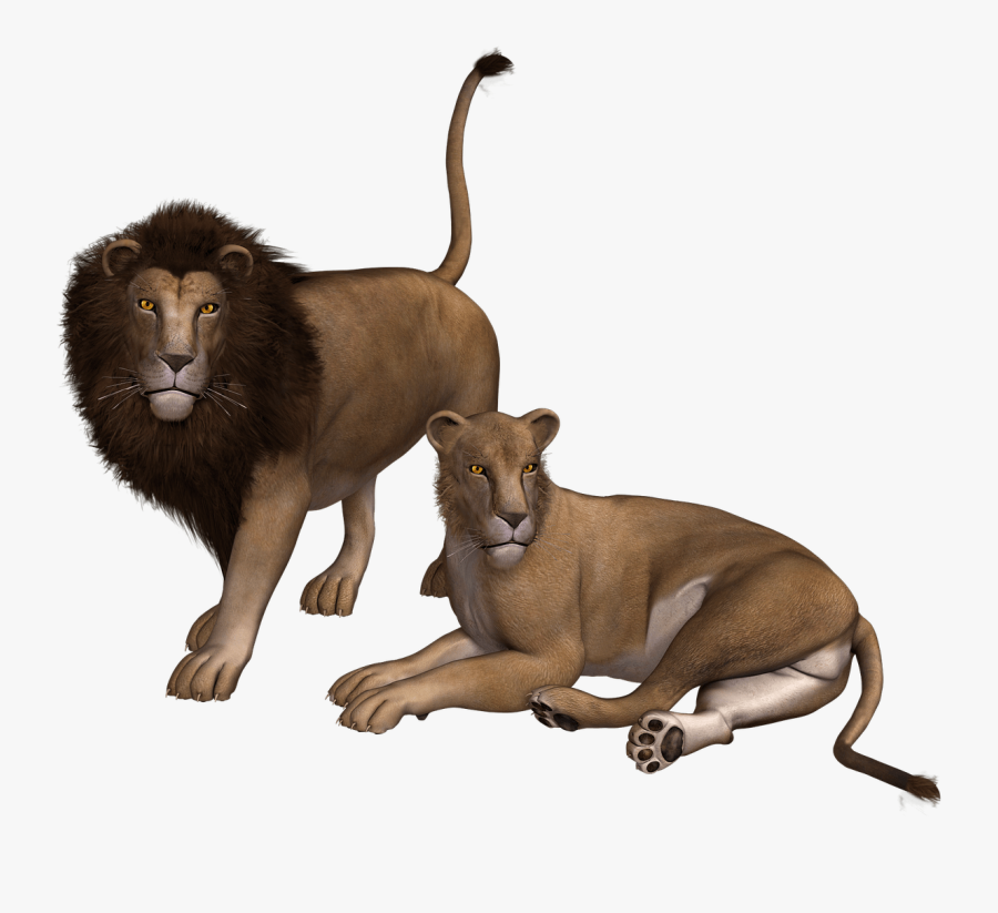 Lion Couple Clipart Clip Arts - Transparent Lion Cubs, Transparent Clipart