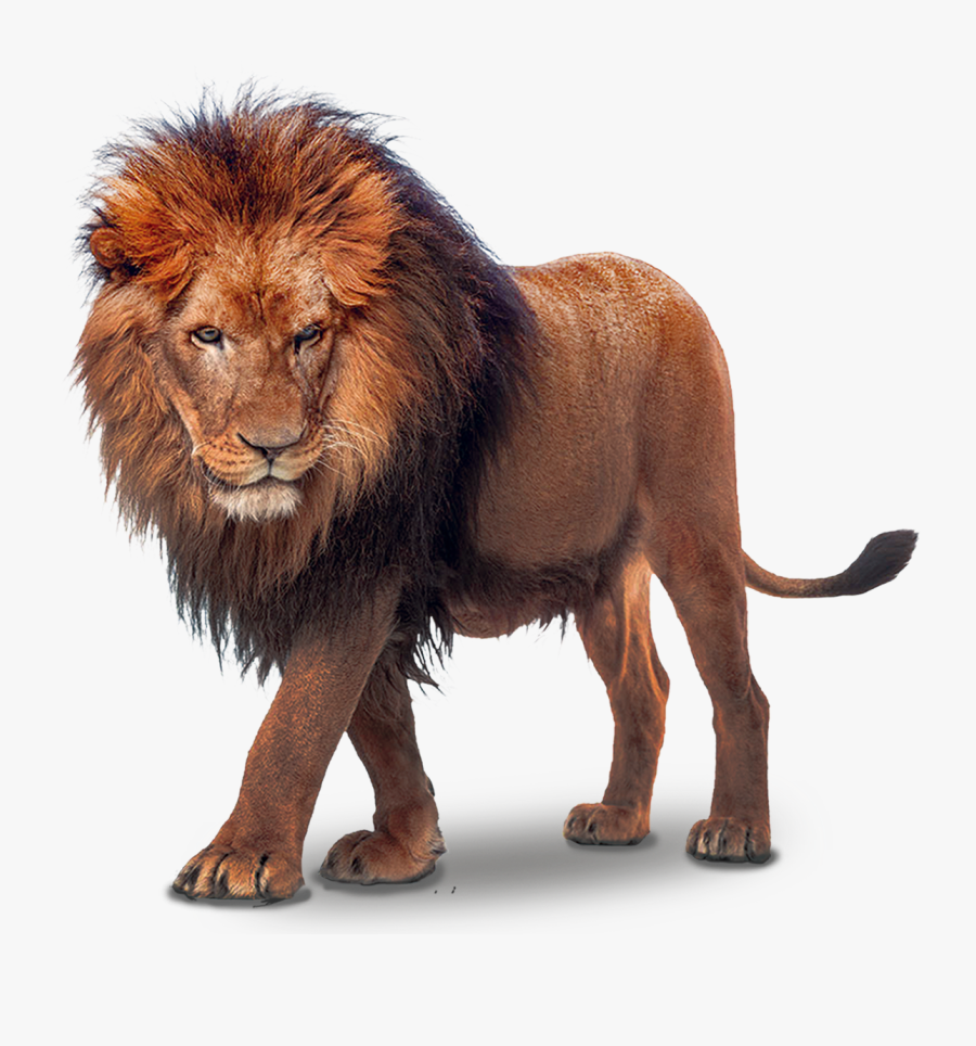 #mq #lion #lions #wild #wildlife #wildanimals #nature - Max Verstappen Unleash The Lion, Transparent Clipart