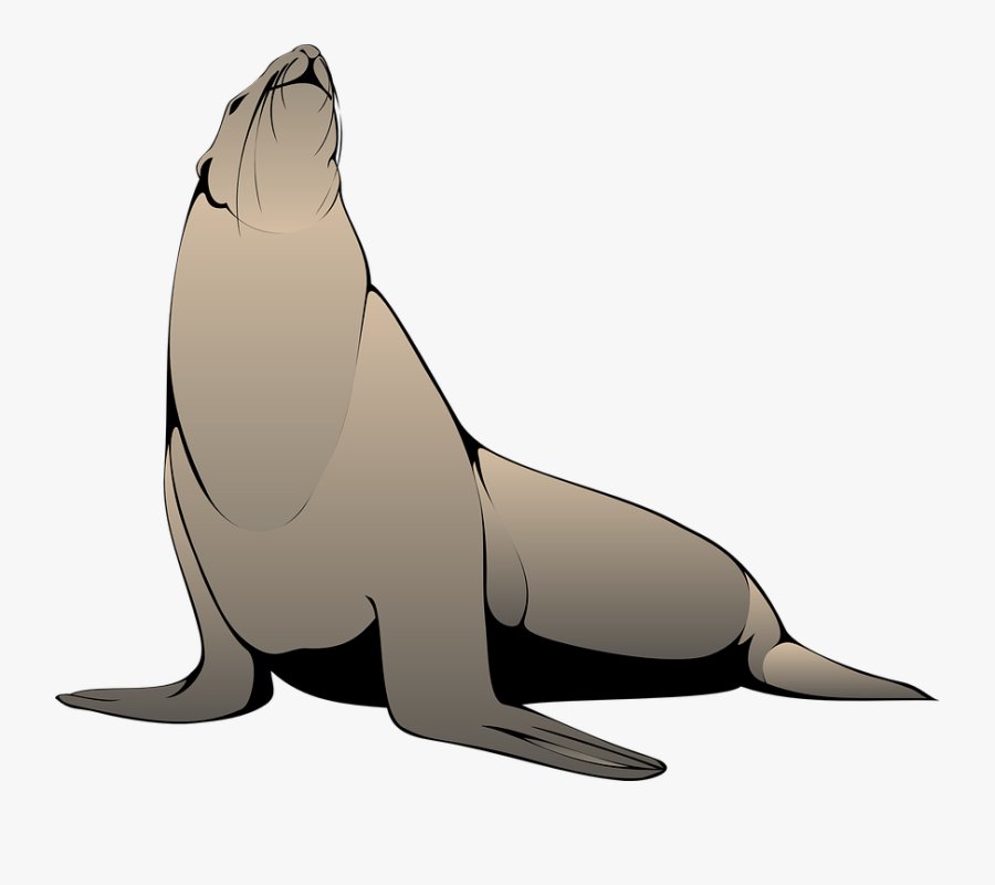 Sea Lion Clipart Flipper - Seals Clip Art, Transparent Clipart
