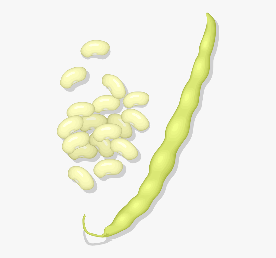 Commodity,food,lima Bean - Legumes Clipart, Transparent Clipart