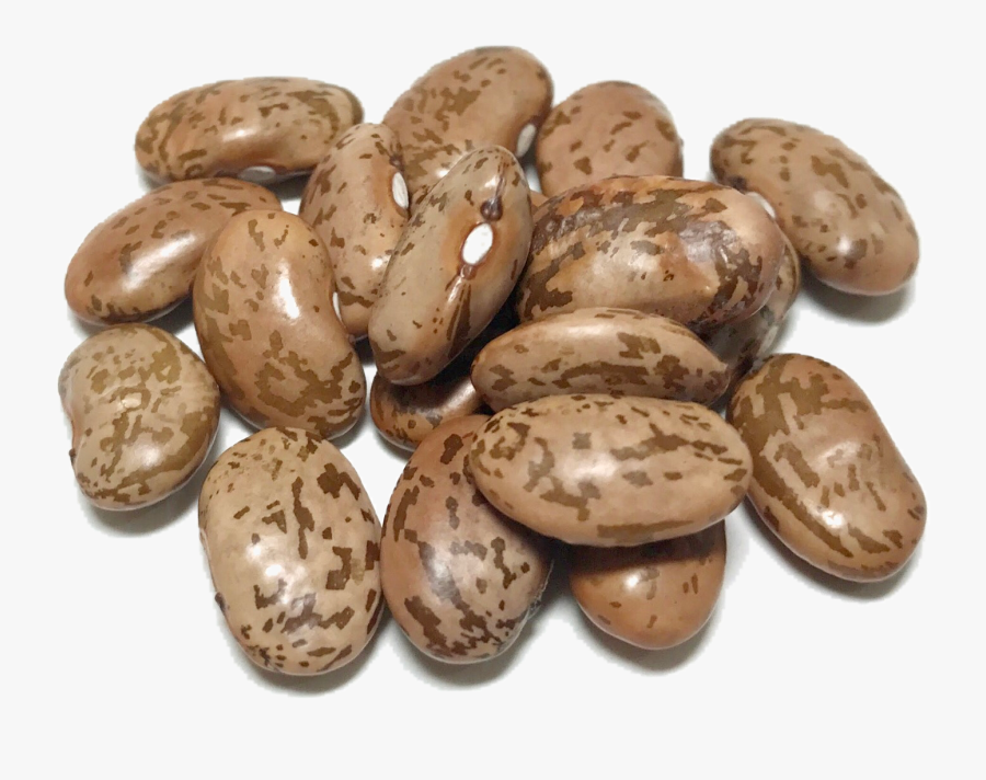 Seeds Clipart Pinto Bean - Dry Beans, Transparent Clipart