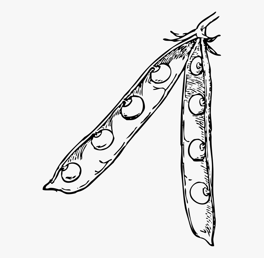 Art,monochrome Photography,artwork - Pea Pod, Transparent Clipart
