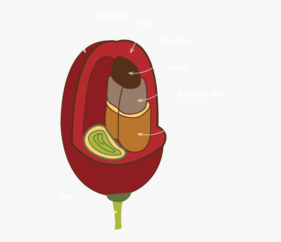 Seeds Clipart Coffee Shop - Illustration, Transparent Clipart