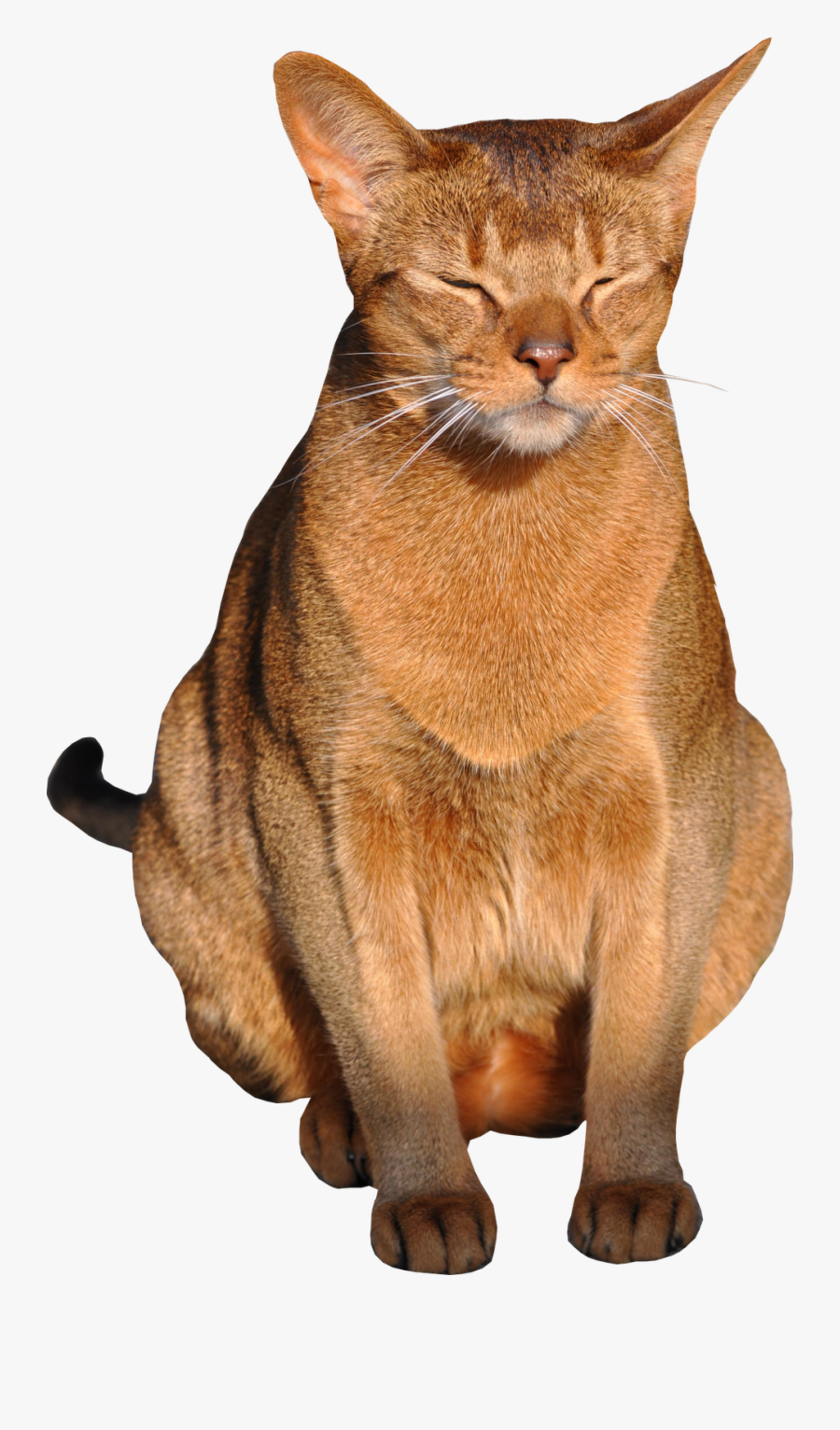 Cat Images Transparent Background, Transparent Clipart