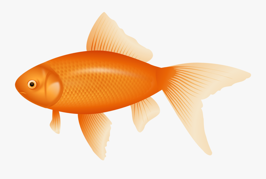 Free Png Download Orange Fish Clipart Png Photo Png - Transparent Background Orange Fish Clipart, Transparent Clipart