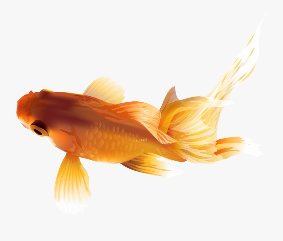 Gold Fish Clipart Saltwater Fish - Goldfish, Transparent Clipart