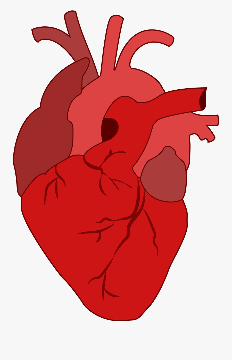 Clip Art Realistic Red Big Image - Real Heart Clipart Png, Transparent Clipart