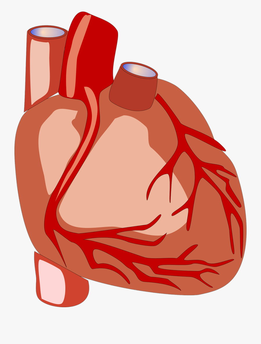 Science Clipart Heart - Human Heart Clipart Png, Transparent Clipart