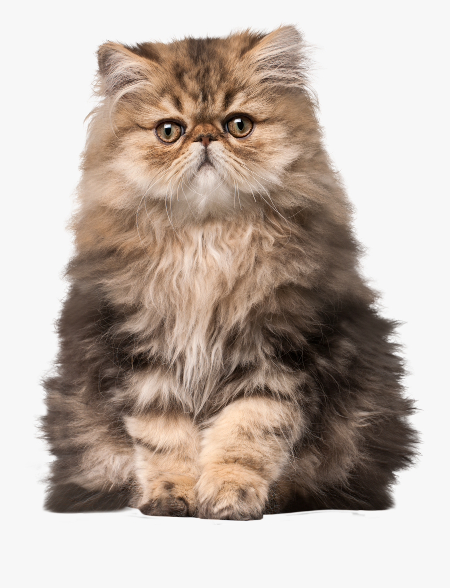 Cat Png Clip Art - Cat Memes, Transparent Clipart