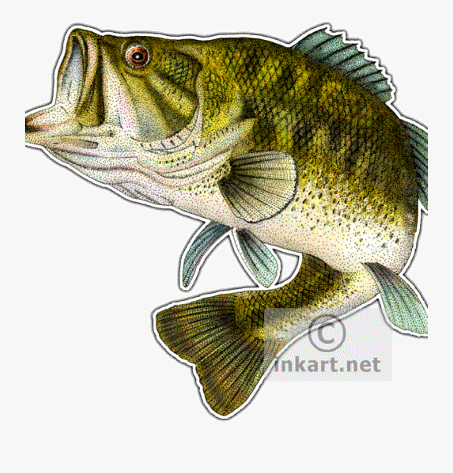 Collection Of Free Drawing - Large Mouth Bass Clip Art, Transparent Clipart