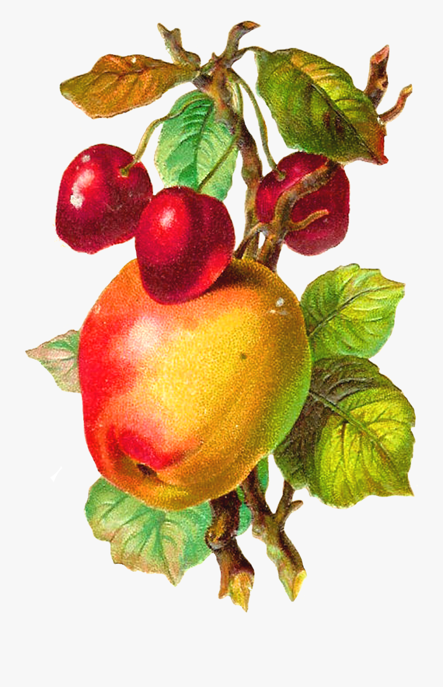Antique Apple Clipart - Apple Fruit Vintage Png, Transparent Clipart