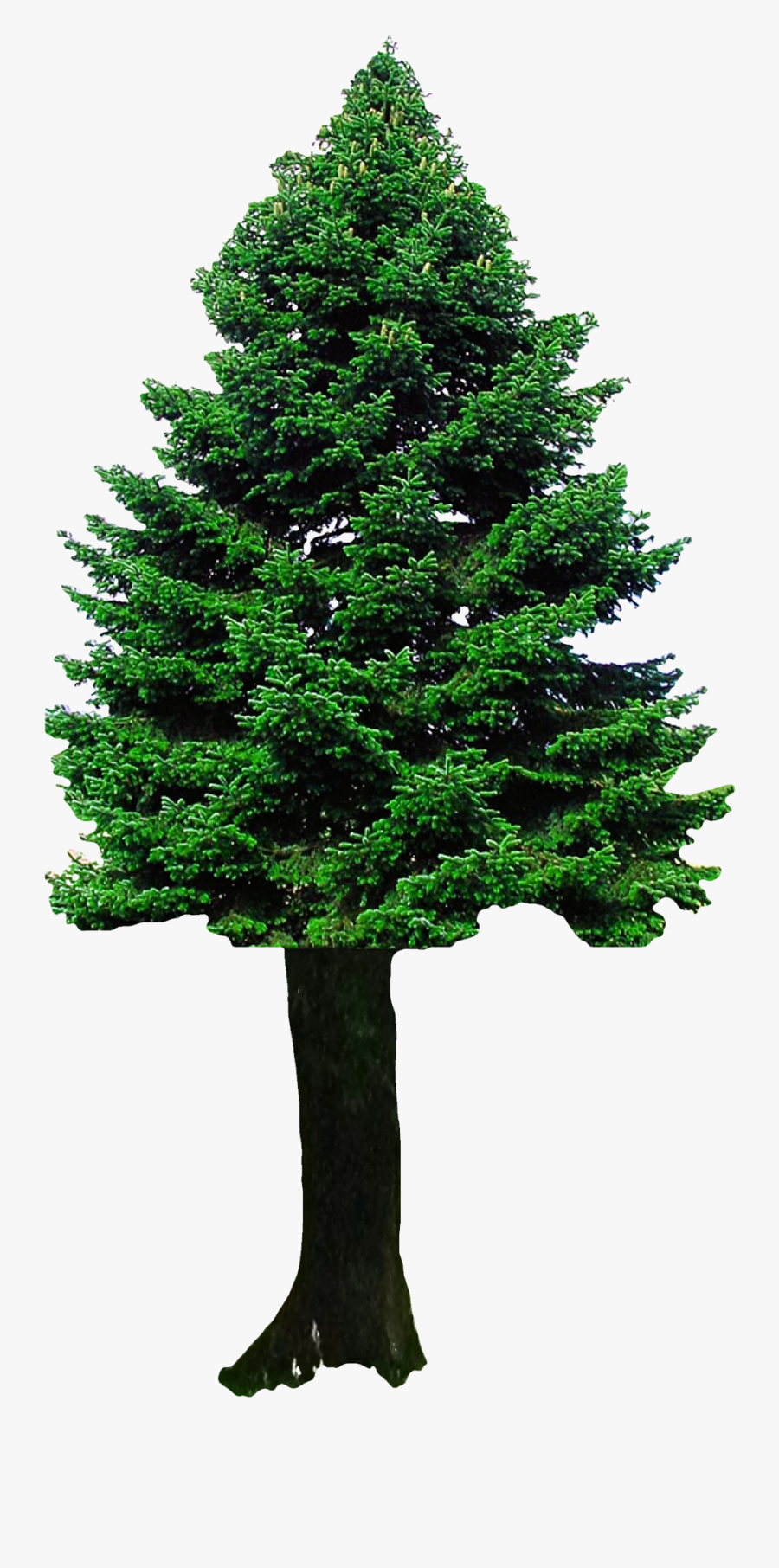 Trees Clipart Png Transparent - Png Image Of Tree, Transparent Clipart