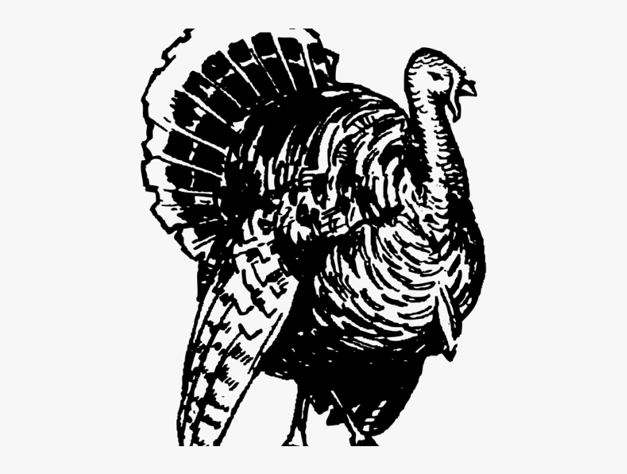 Transparent Turkey Drawing, Transparent Clipart