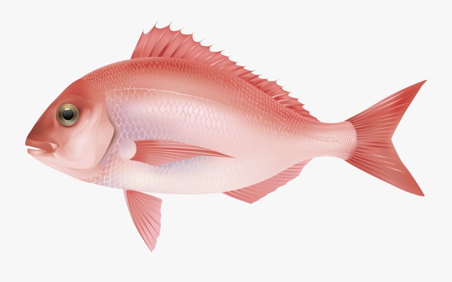 Tropical Fish Clipart Under Sea - Fish Png, Transparent Clipart