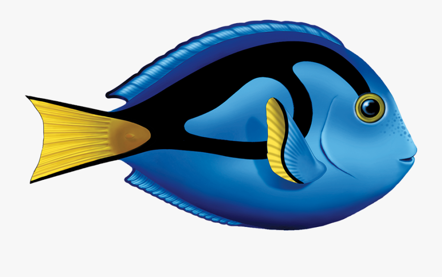 Porc-ta80 Blue Tang Copy - Blue Tang Fish Clipart, Transparent Clipart