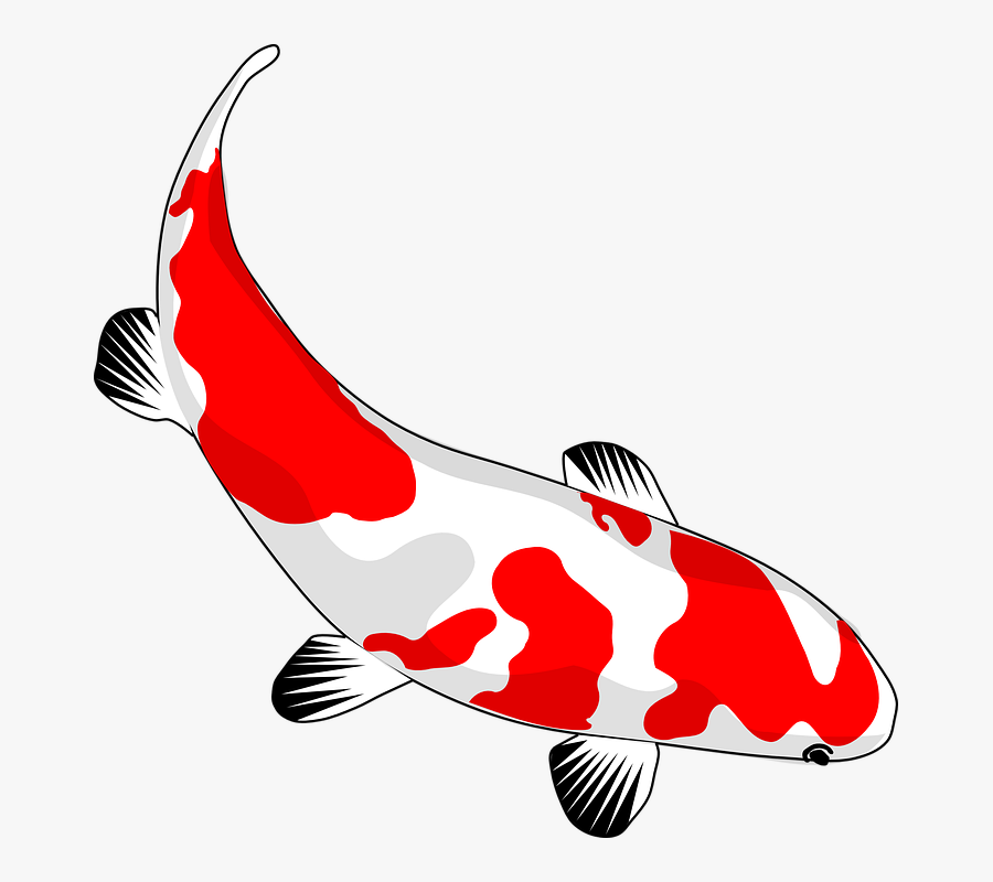 Free Koi Fish Clipart - Coy Fish Clipart, Transparent Clipart