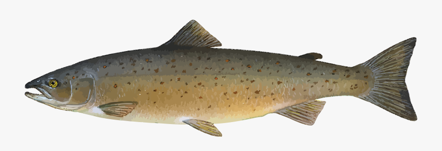 Tropical Fish Clipart Realistic Fish - Salmo Salar, Transparent Clipart