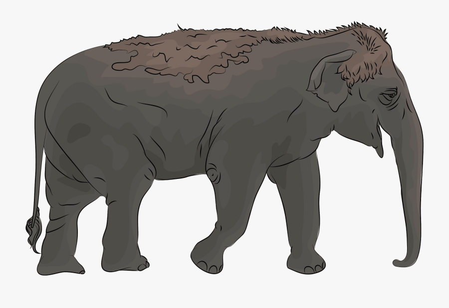 Elephant Clipart, Transparent Clipart