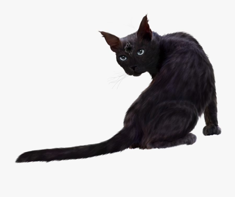 Black Cat Clipart - Real Black Cat Png, Transparent Clipart